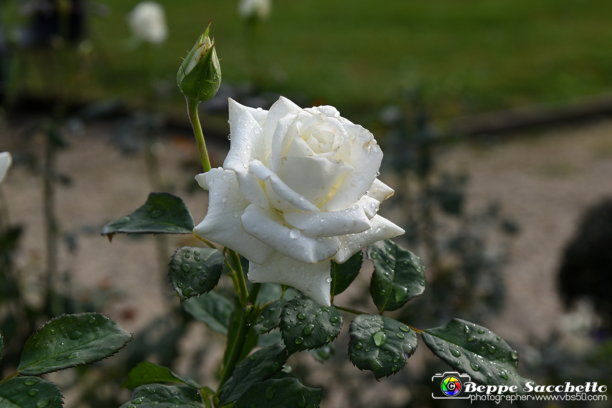 VBS_3587 - Floreal 2023 - Vivere con le piante.jpg